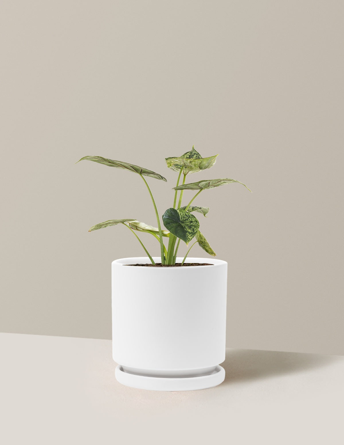 Alocasia Green Mint