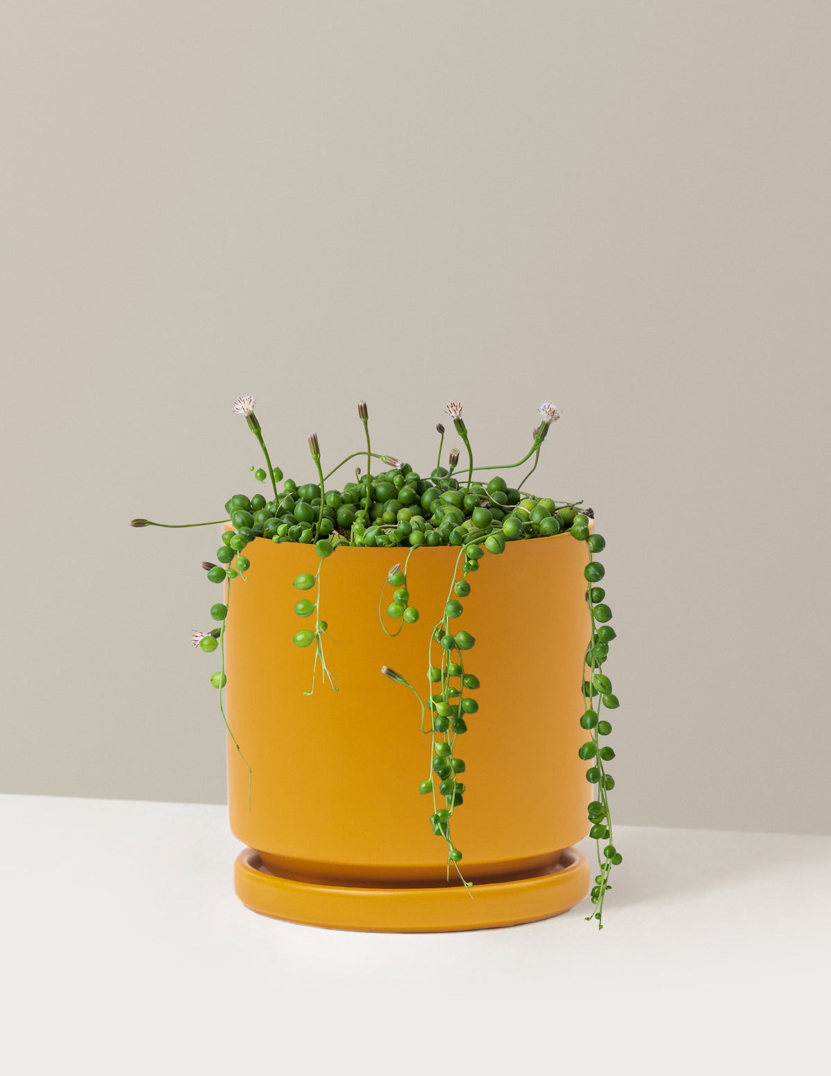 String of Pearls