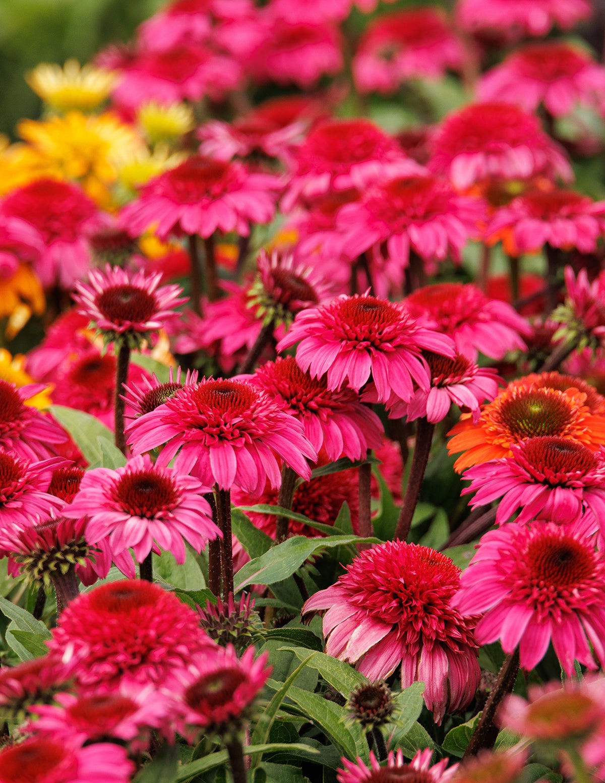 Double ScoopTM Watermelon Deluxe Coneflower