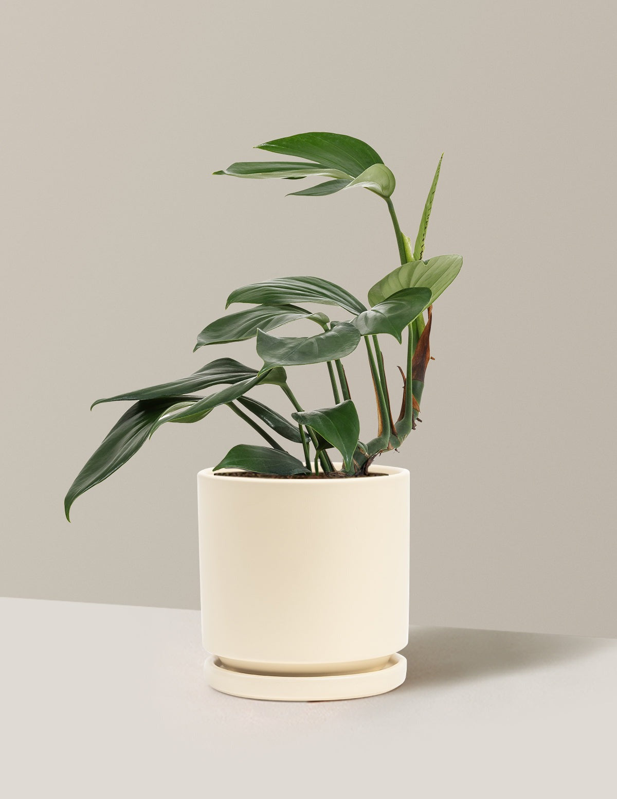 Dragon Tail Plant