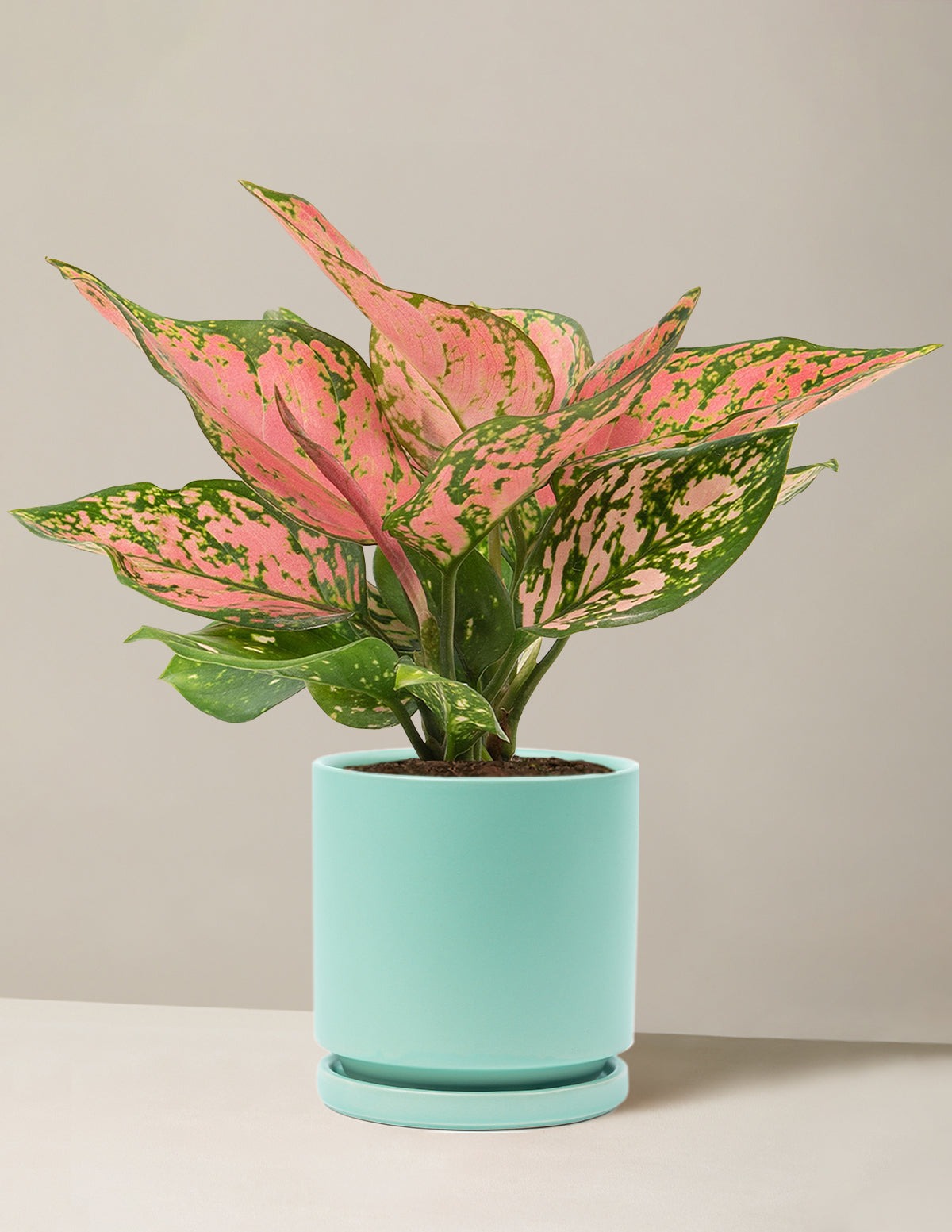Aglaonema Wishes