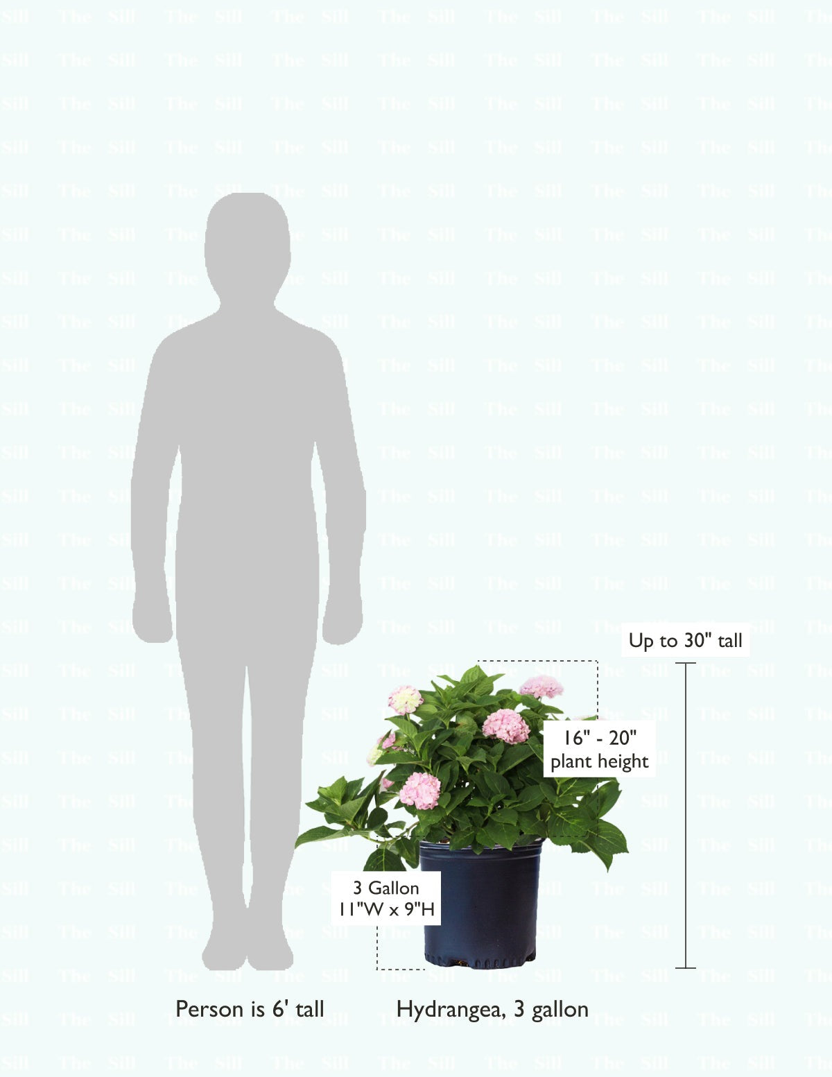 Endless Summer® Hydrangea
