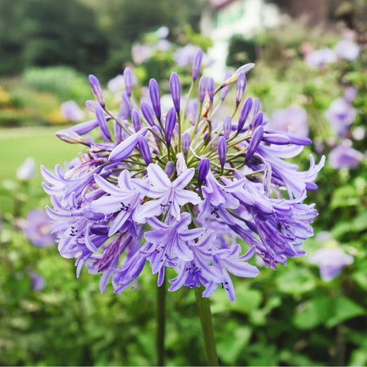 Baby PeteTM Agapanthus