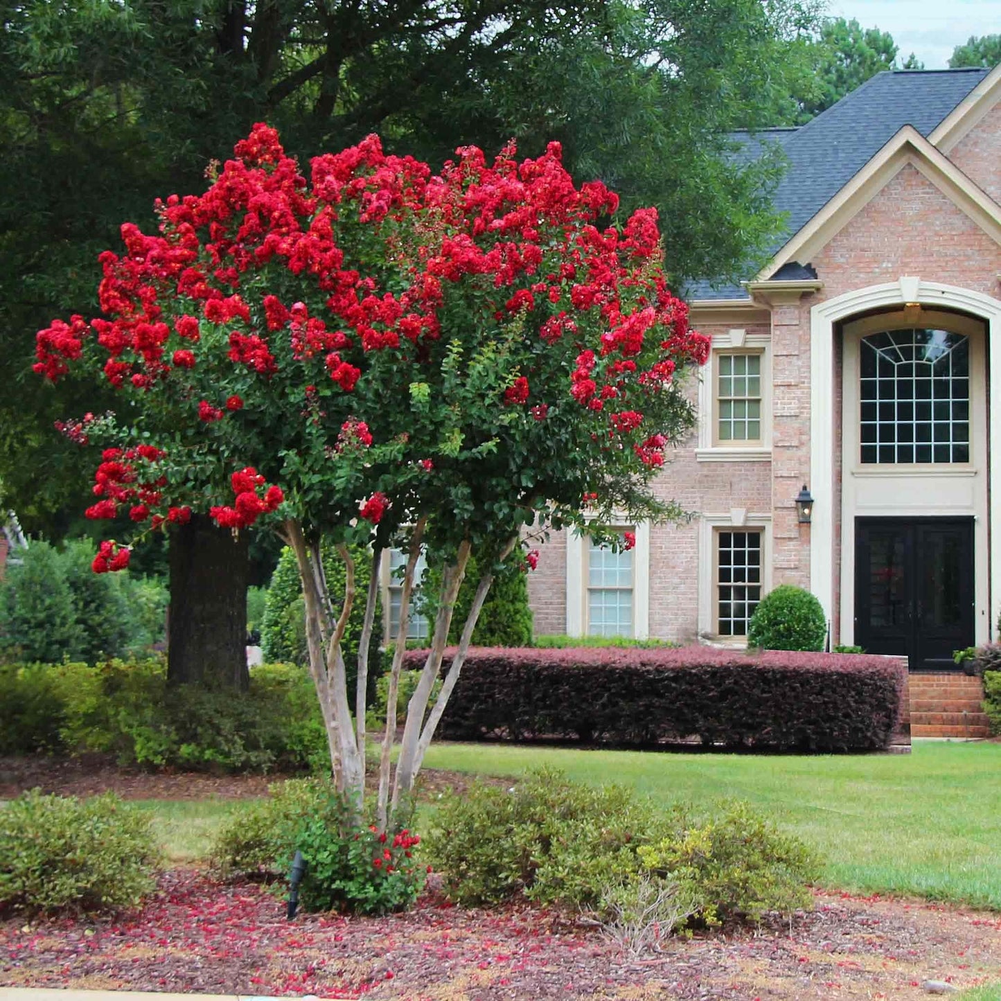 Scarlet ColoramaTM Crapemyrtle