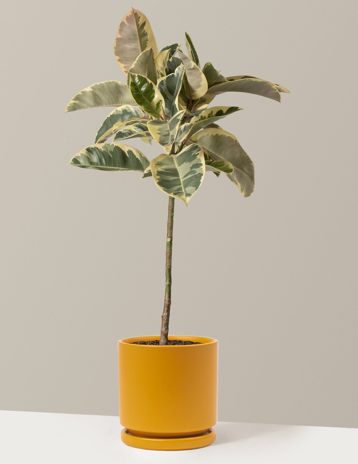 Ficus Tineke Tree