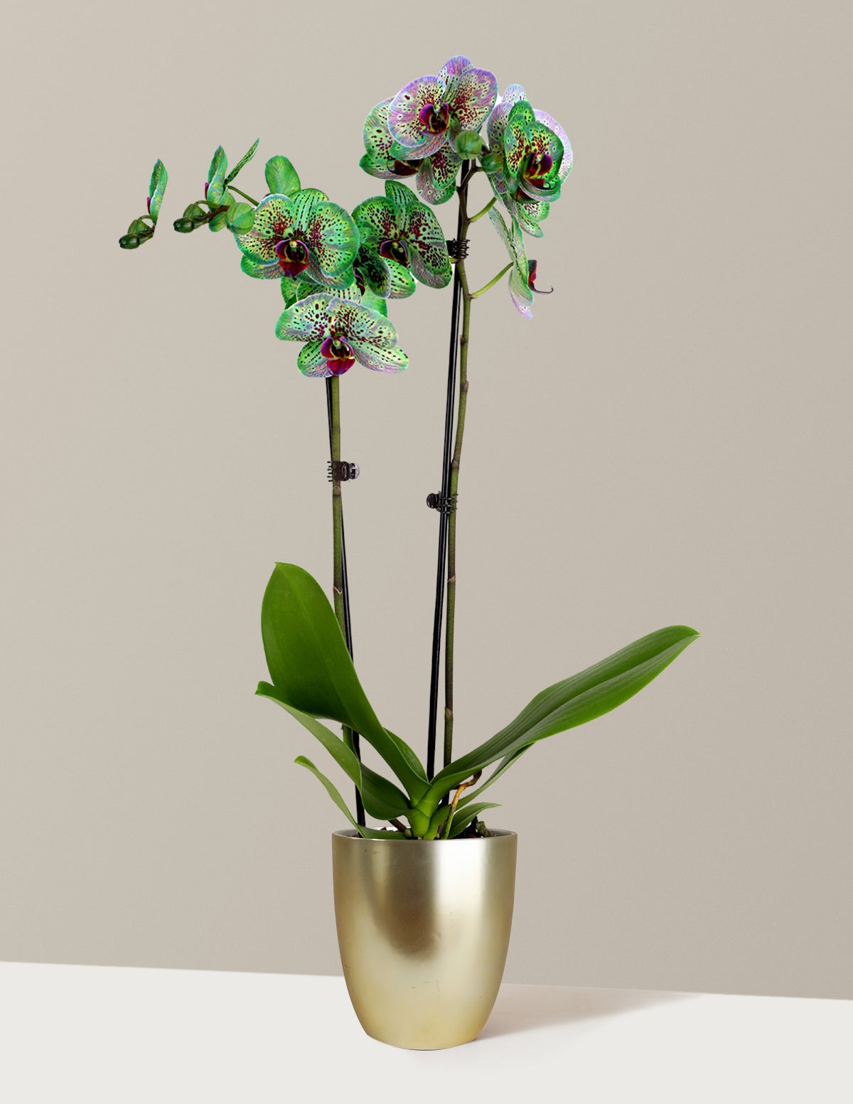 Mystic Emerald Kaleidoscope Orchid