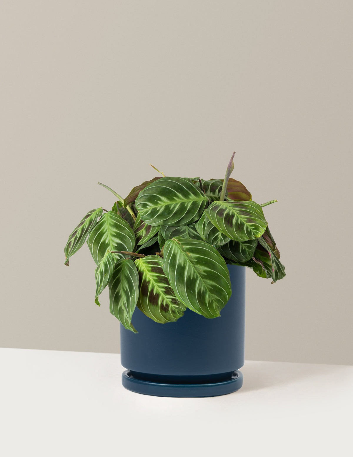 Black Prayer Plant