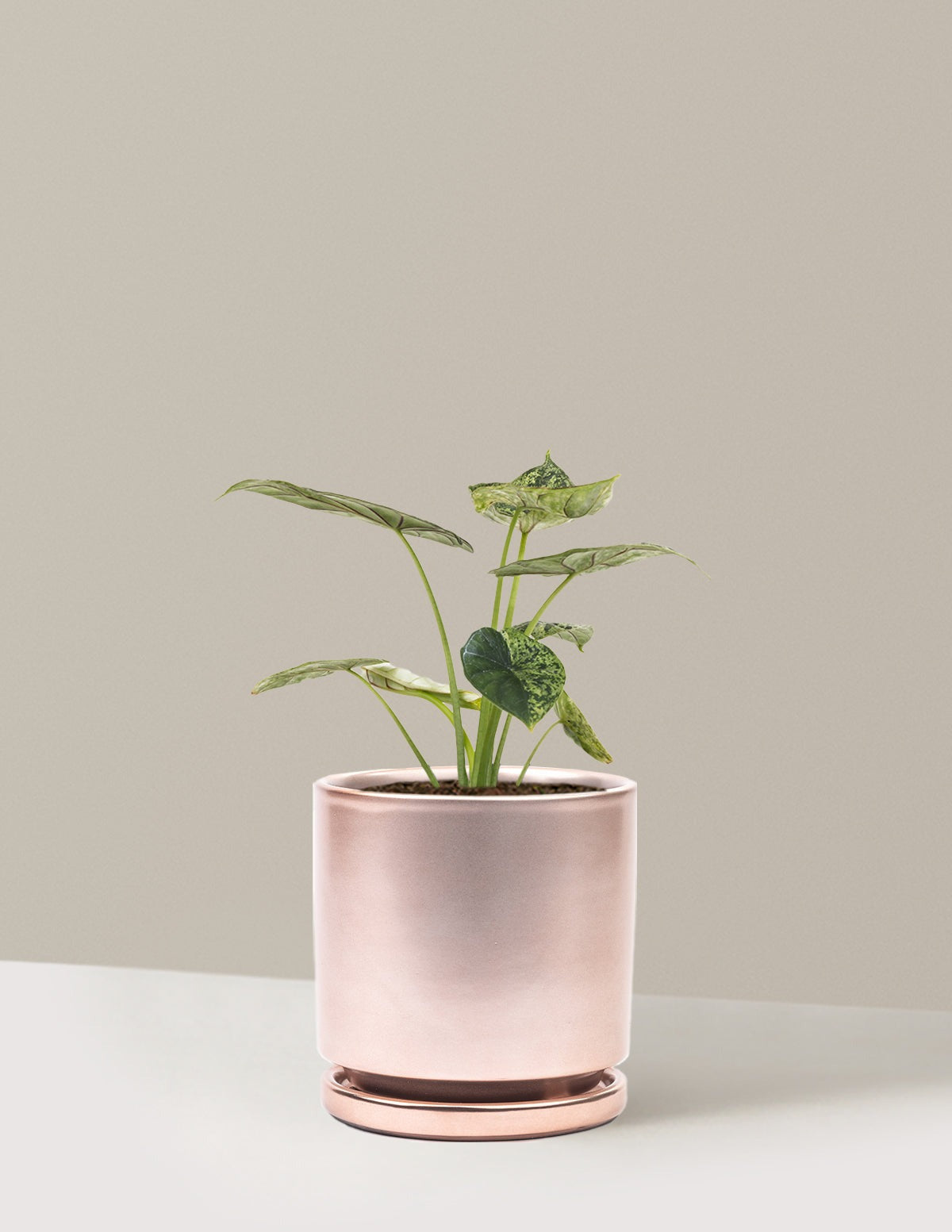 Alocasia Green Mint
