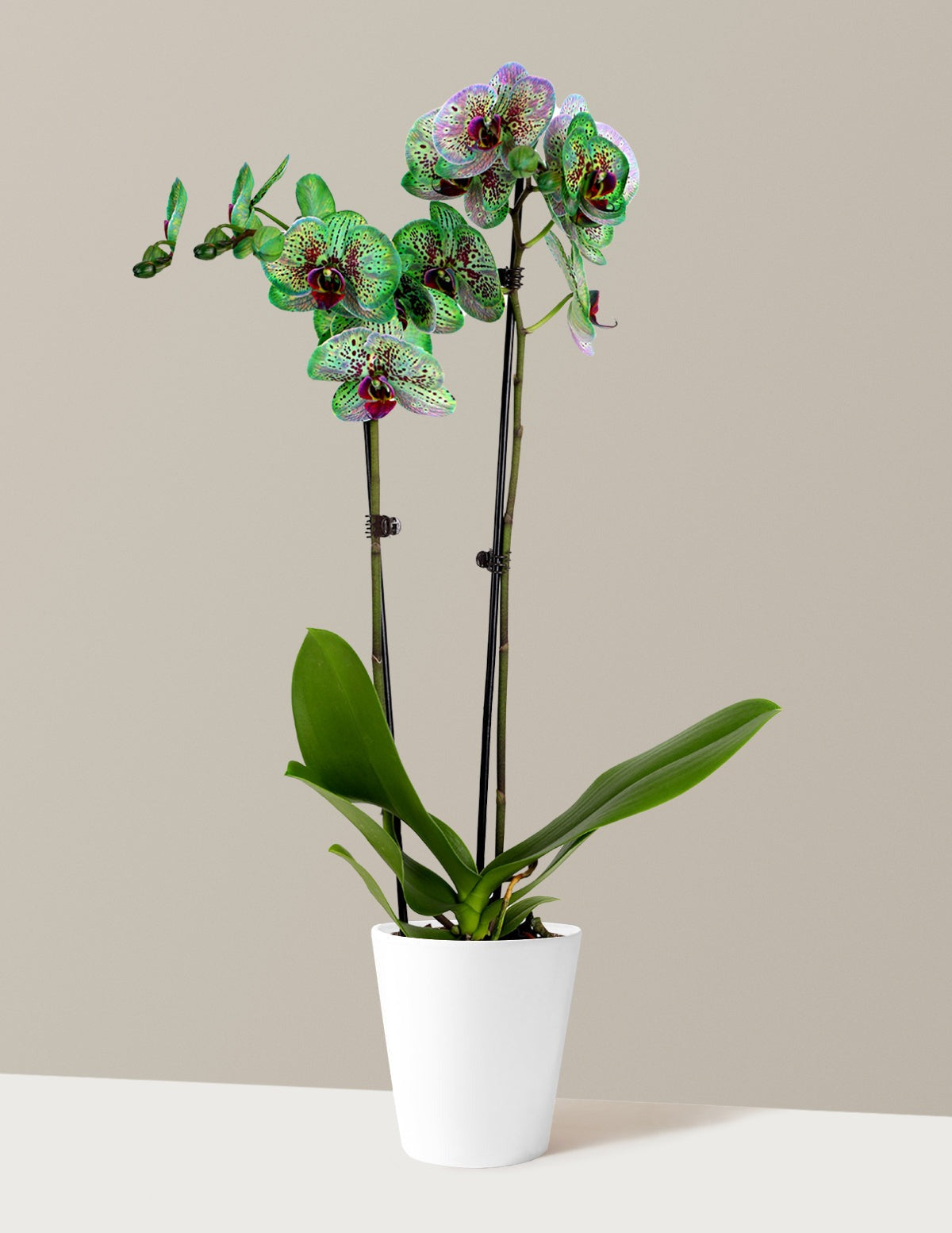 Mystic Emerald Kaleidoscope Orchid
