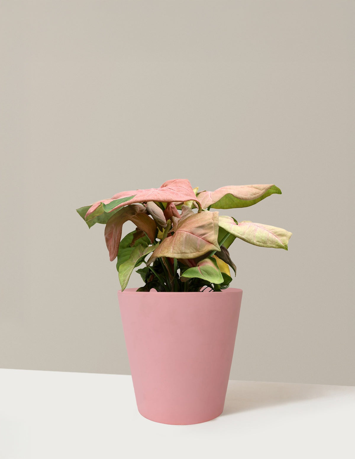 Pink Arrowhead Plant