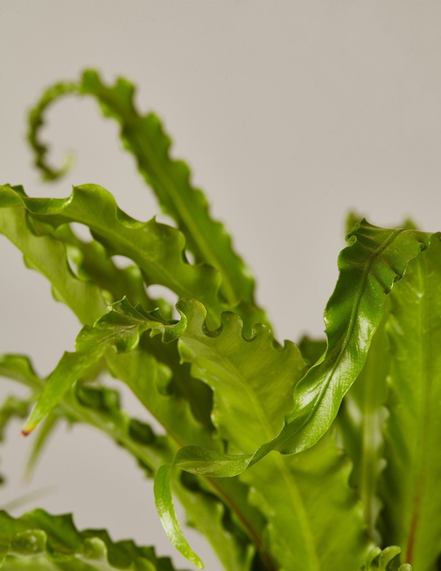 Fern Friends Duo
