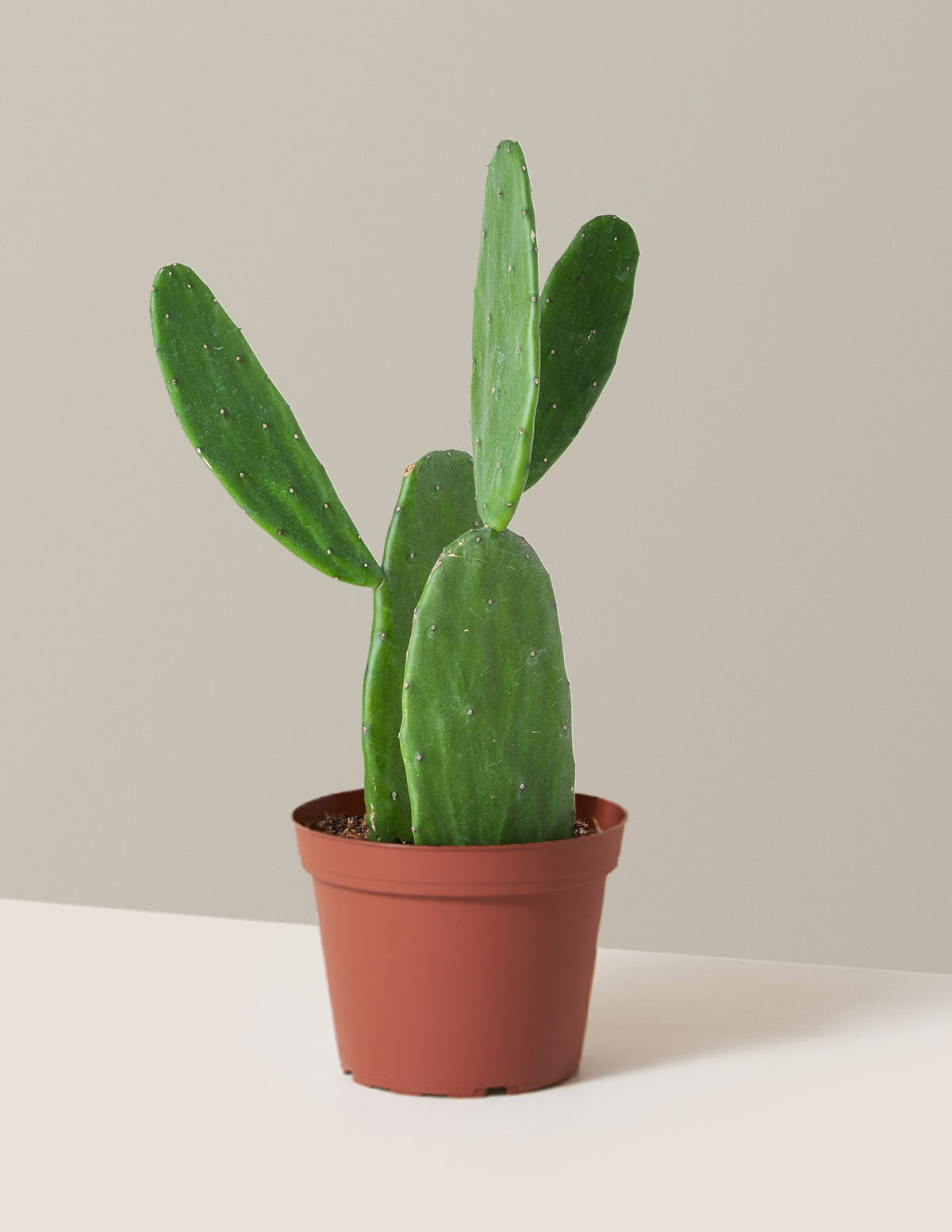 Prickly Pear Cactus