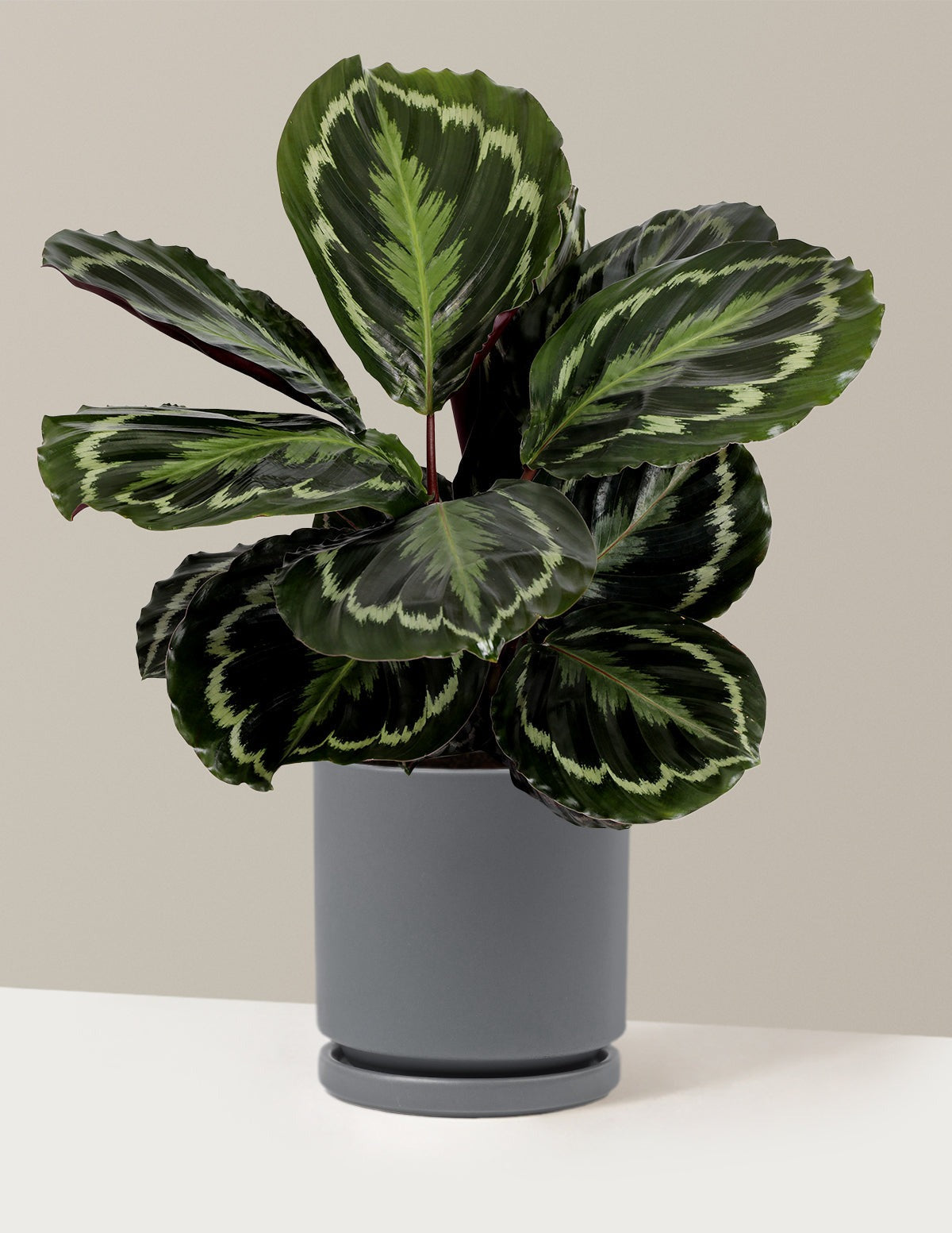 Calathea Medallion