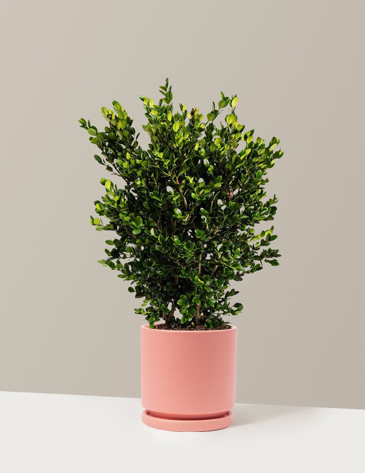 Wintergreen Boxwood