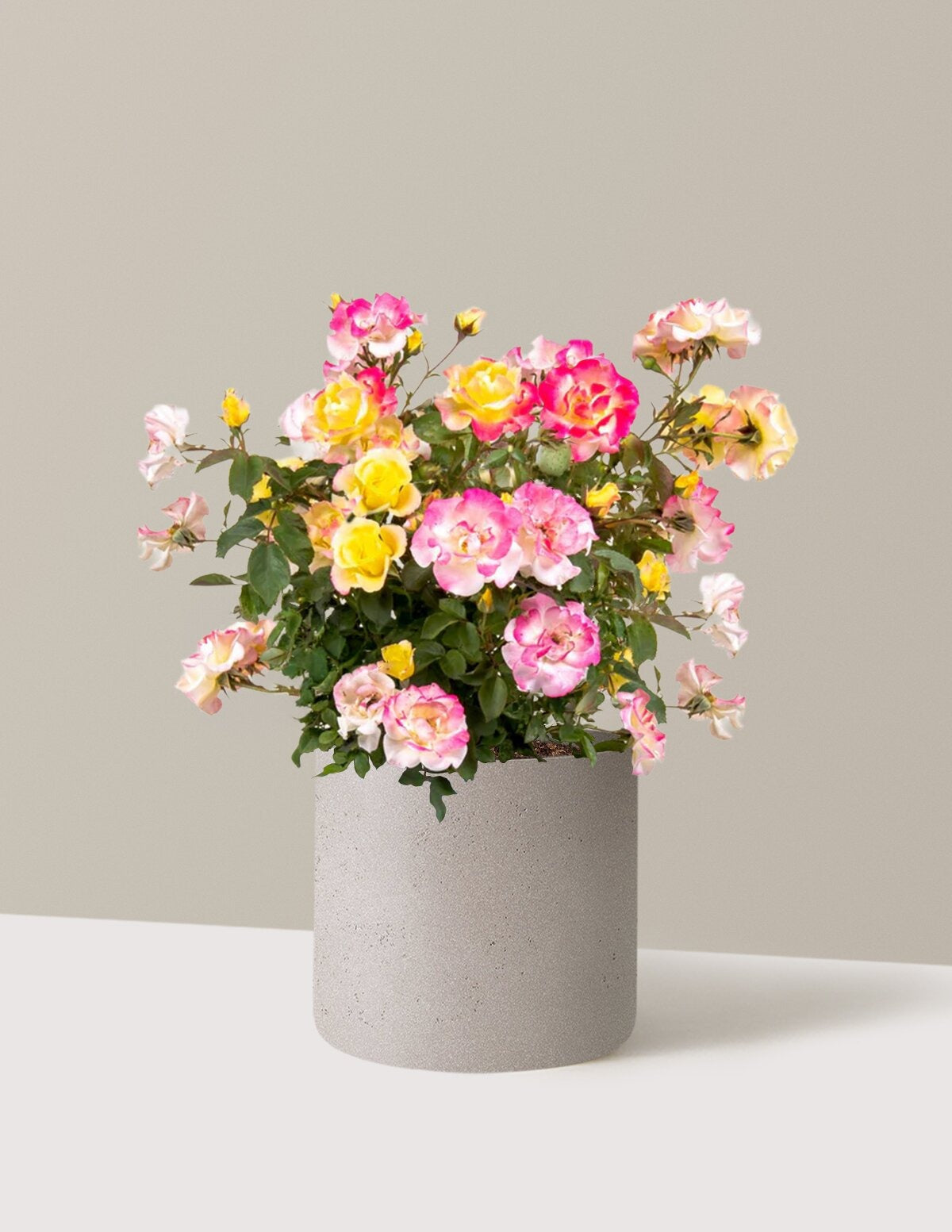 Gumball GoodyTM Rose