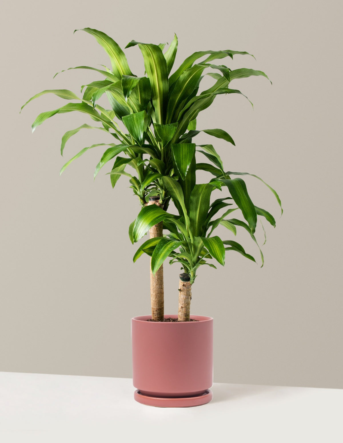 Dracaena Mass Cane