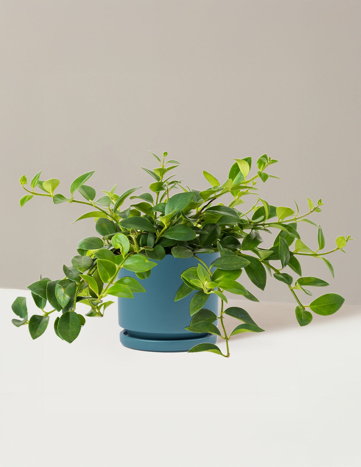Lipstick Plant