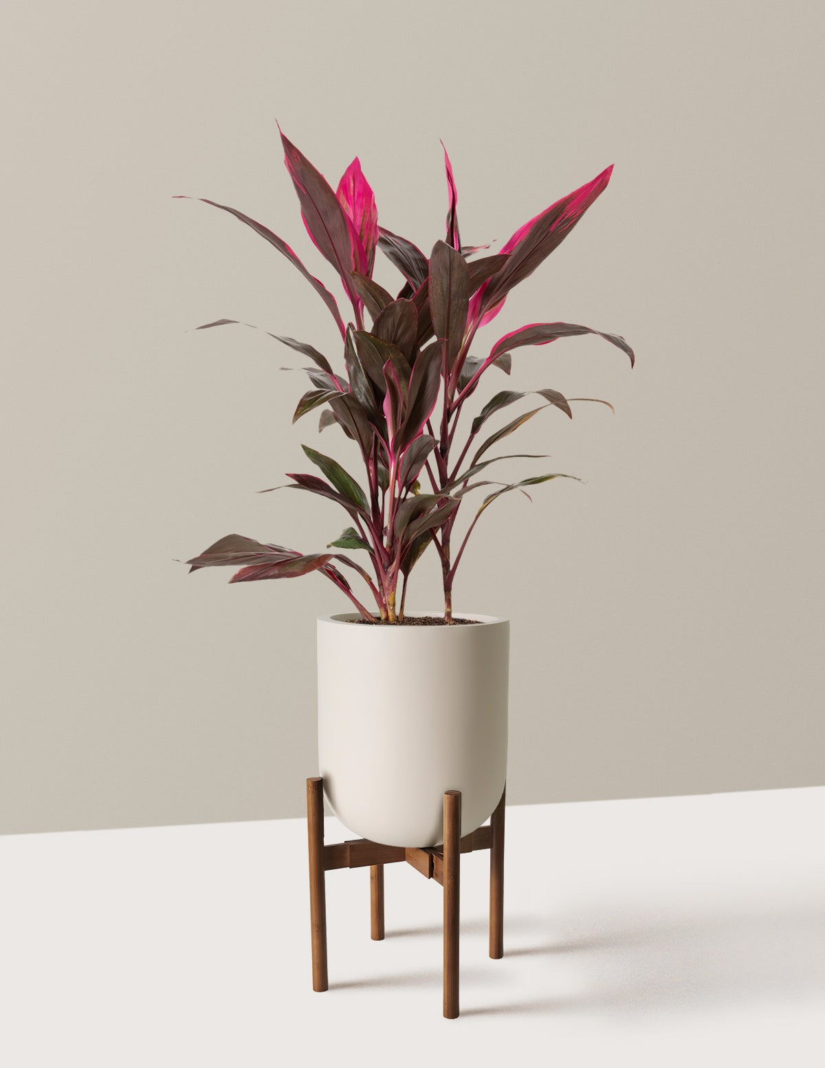 Large Cordyline Red Sister