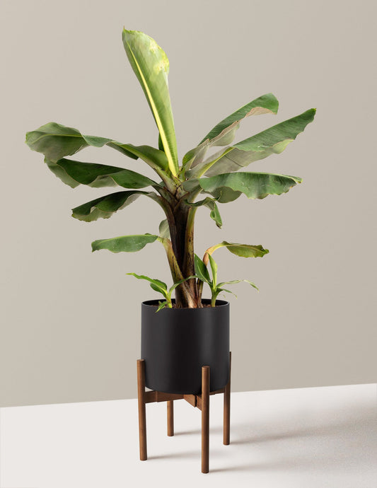 Truly Tiny Dwarf Banana Tree