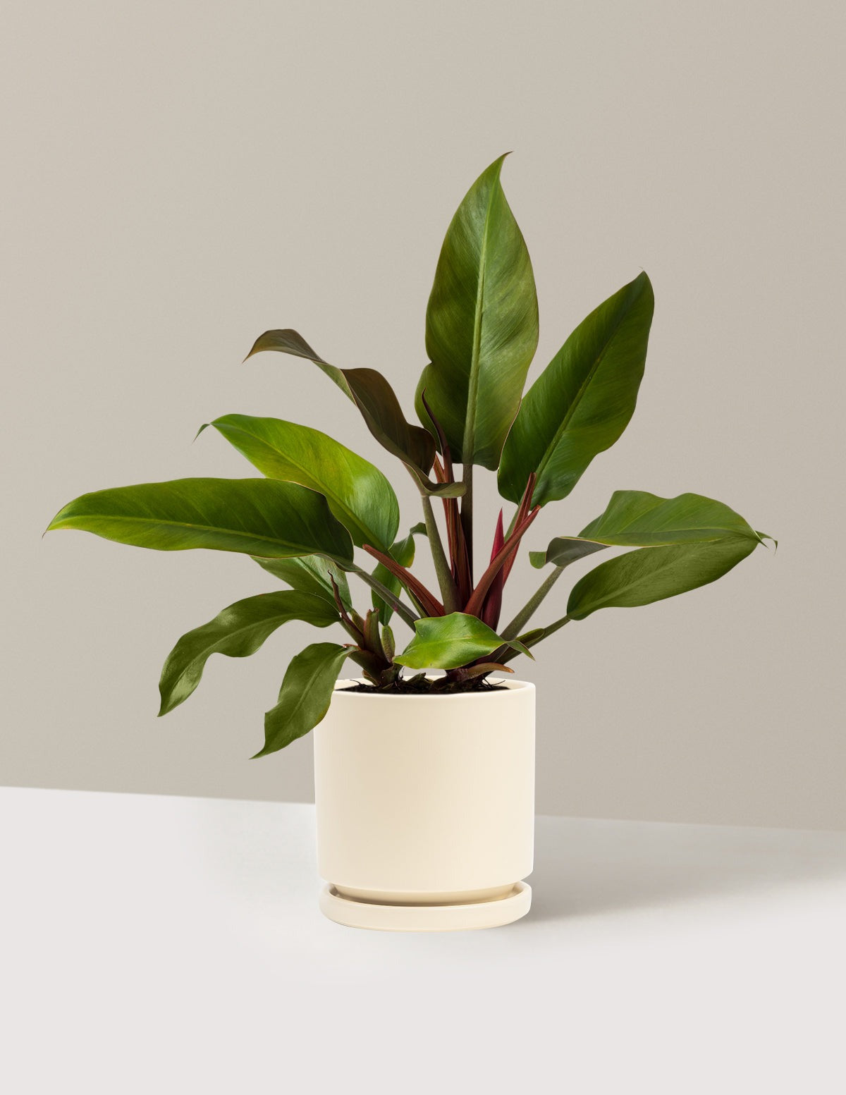 Philodendron Autumn