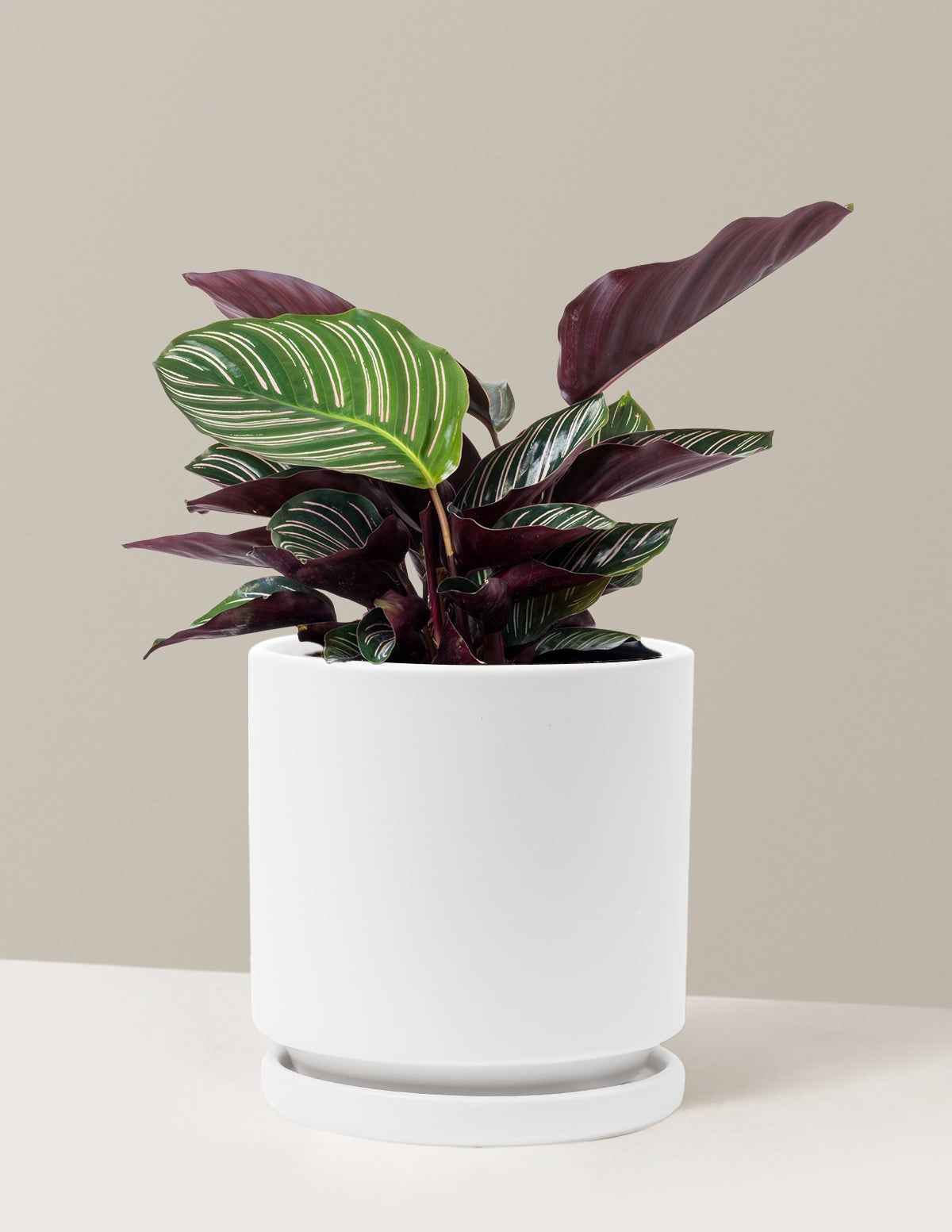 Calathea Pinstripe