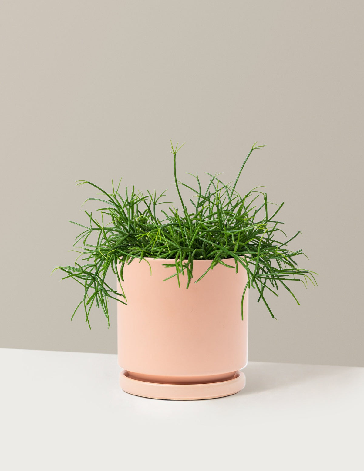 Mistletoe Cactus