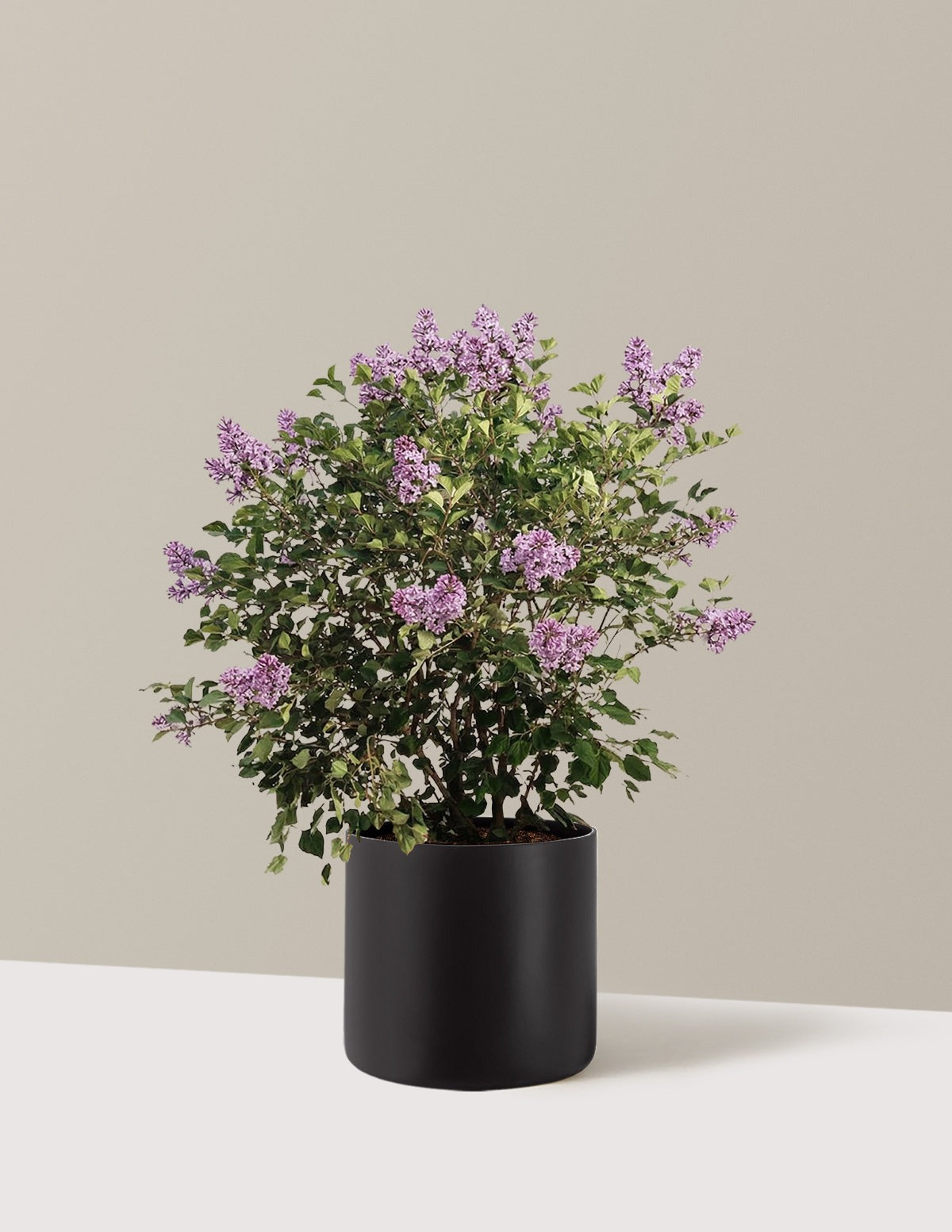 Bloomerang Lilac Bush