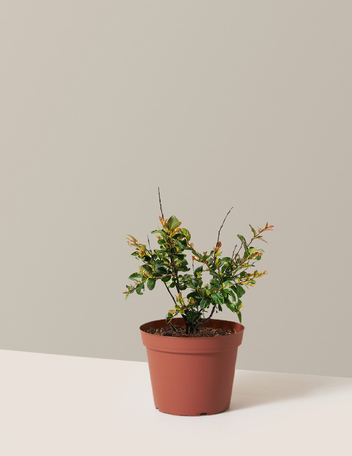 Bellini® Raspberry Crape Myrtle