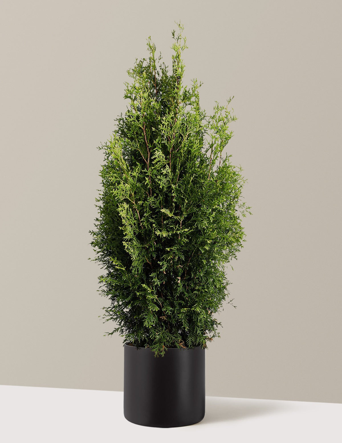 Private JetTM Arborvitae