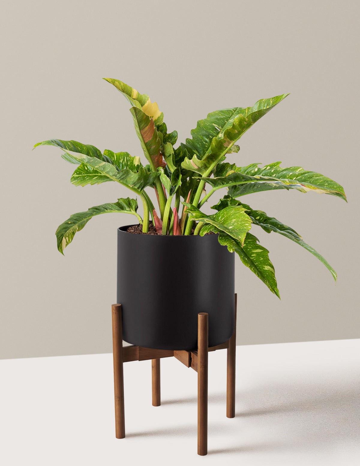 Philodendron Ring of Fire