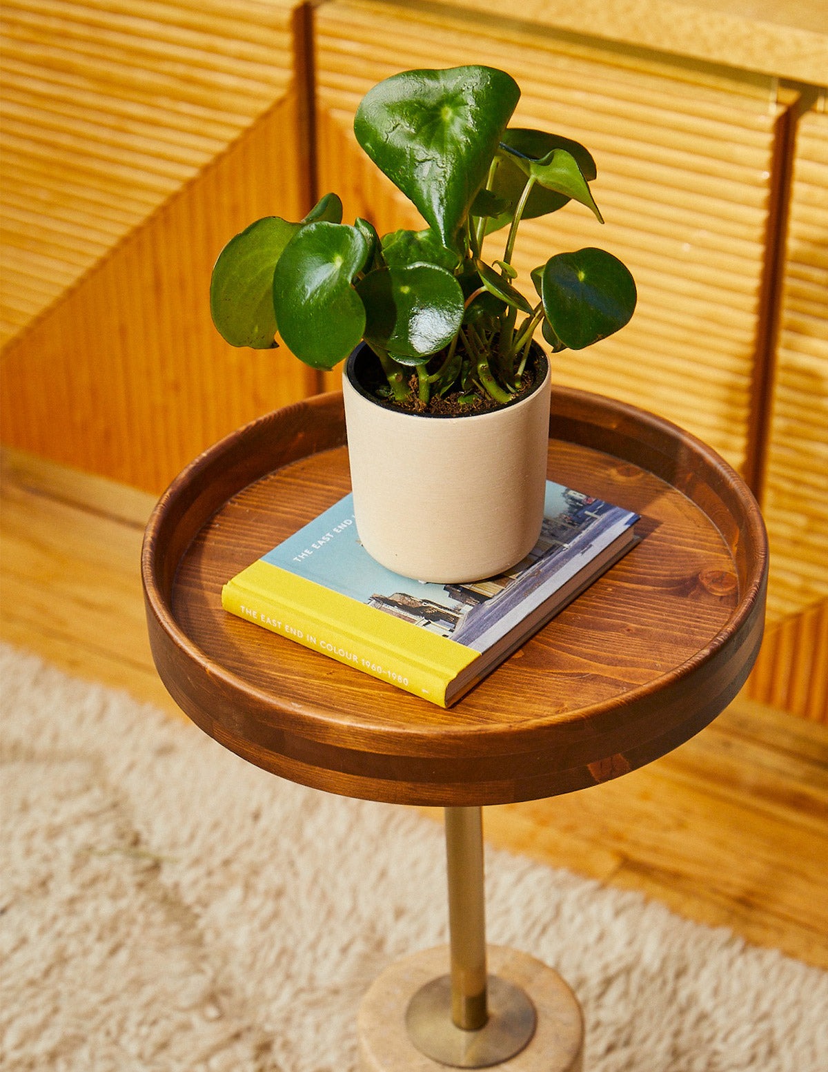 Peperomia Raindrop