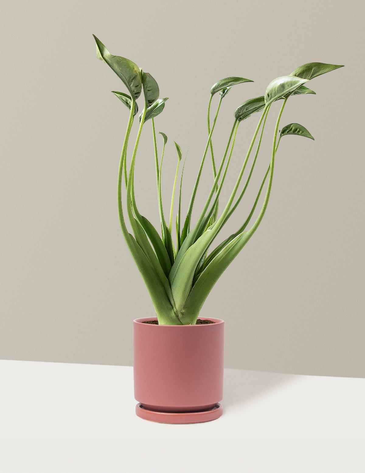Alocasia Tiny Dancer