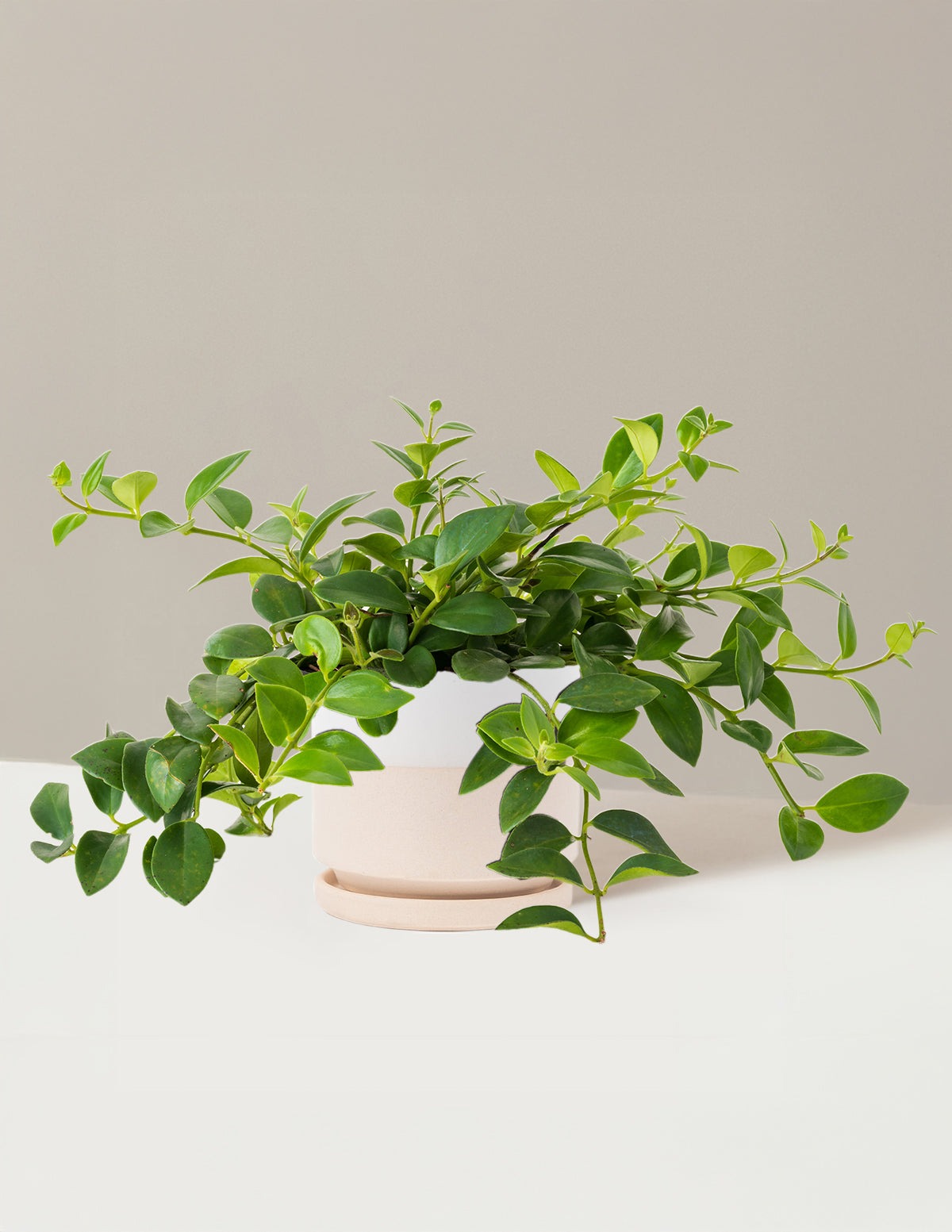Lipstick Plant