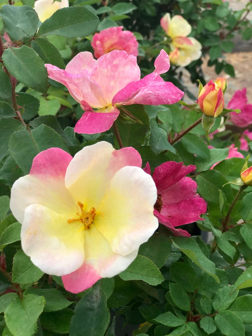 The ChampionTM Sunblush Rose
