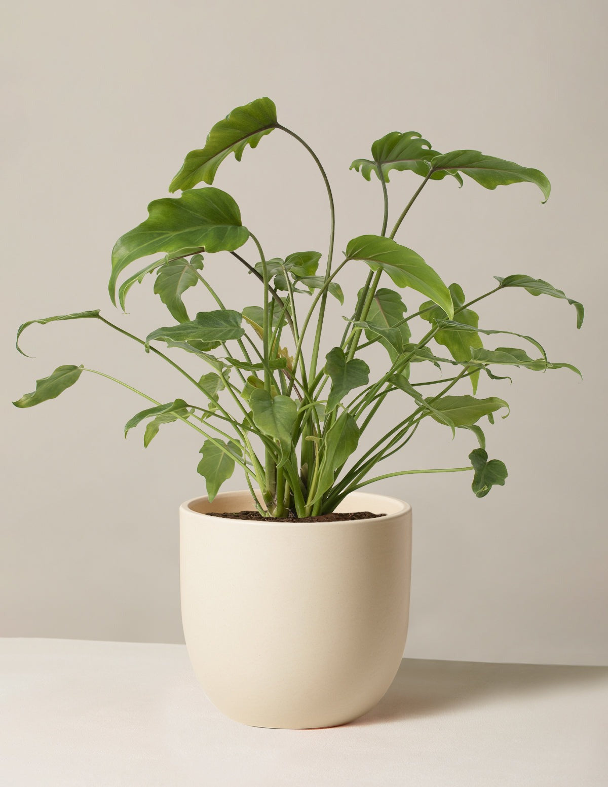 Philodendron Xanadu