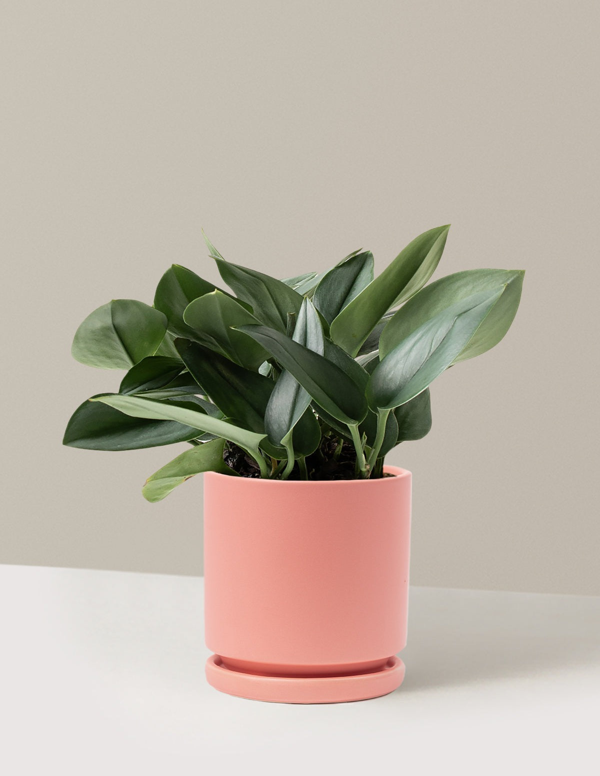 Pothos Sterling Silver
