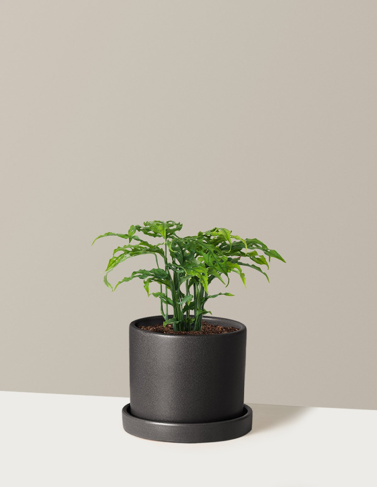 Rare Monstera Obliqua