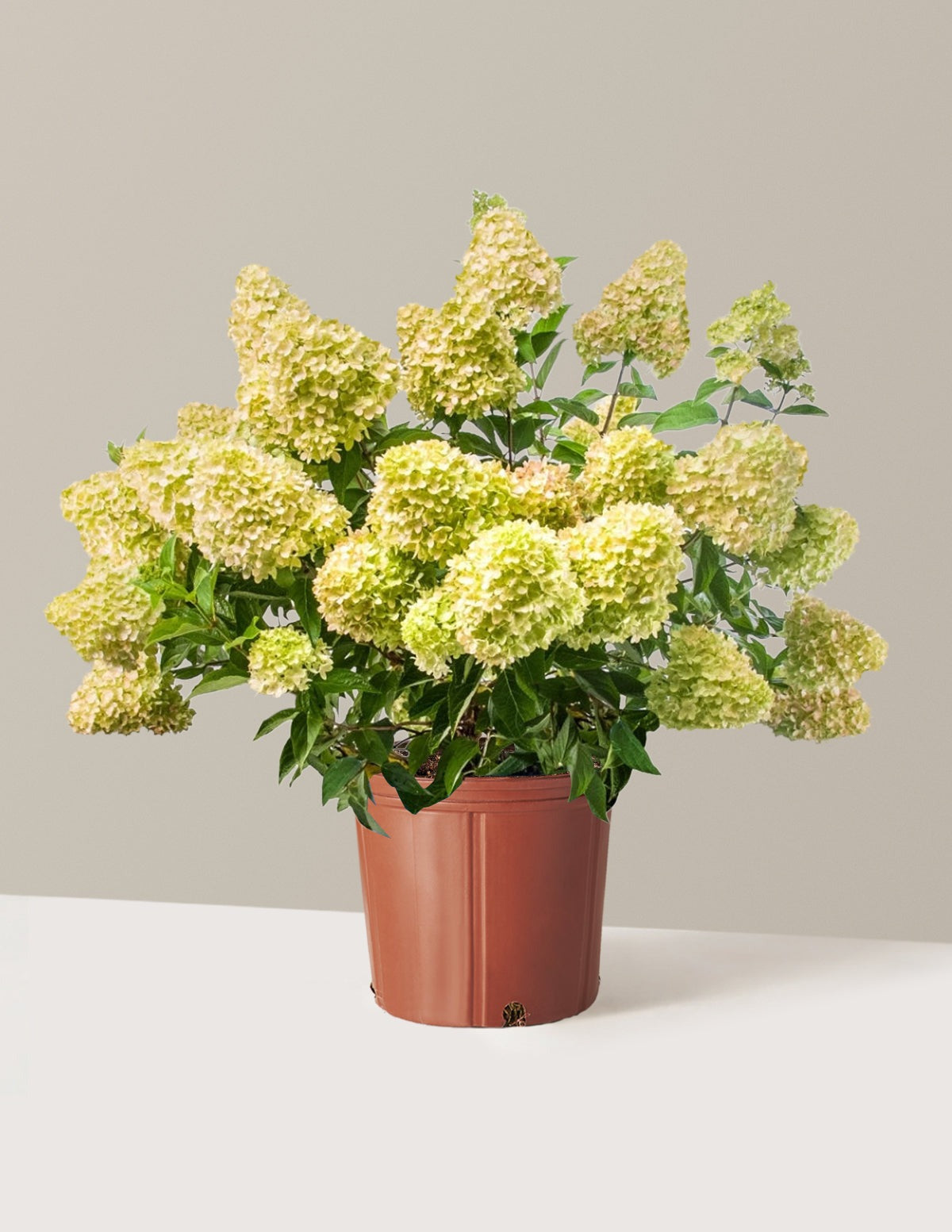 Dragon BabyTM Hydrangea