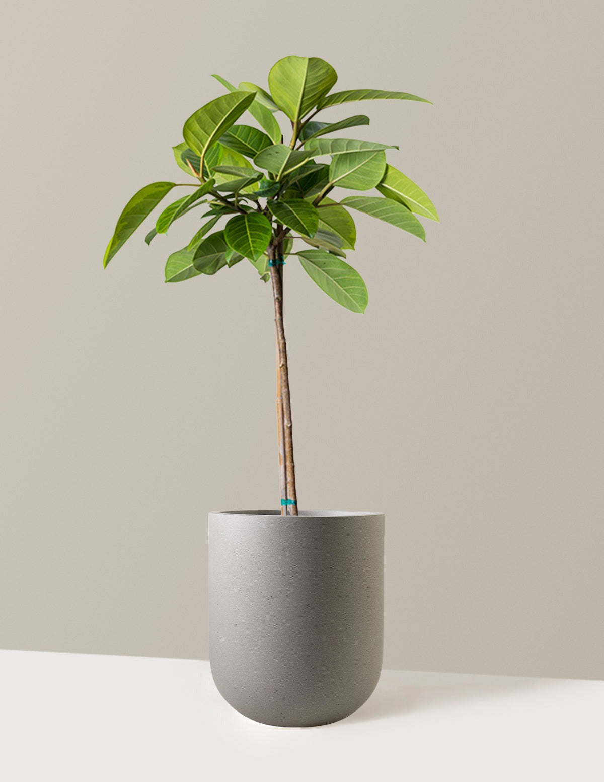 Large Ficus Altissima Tree