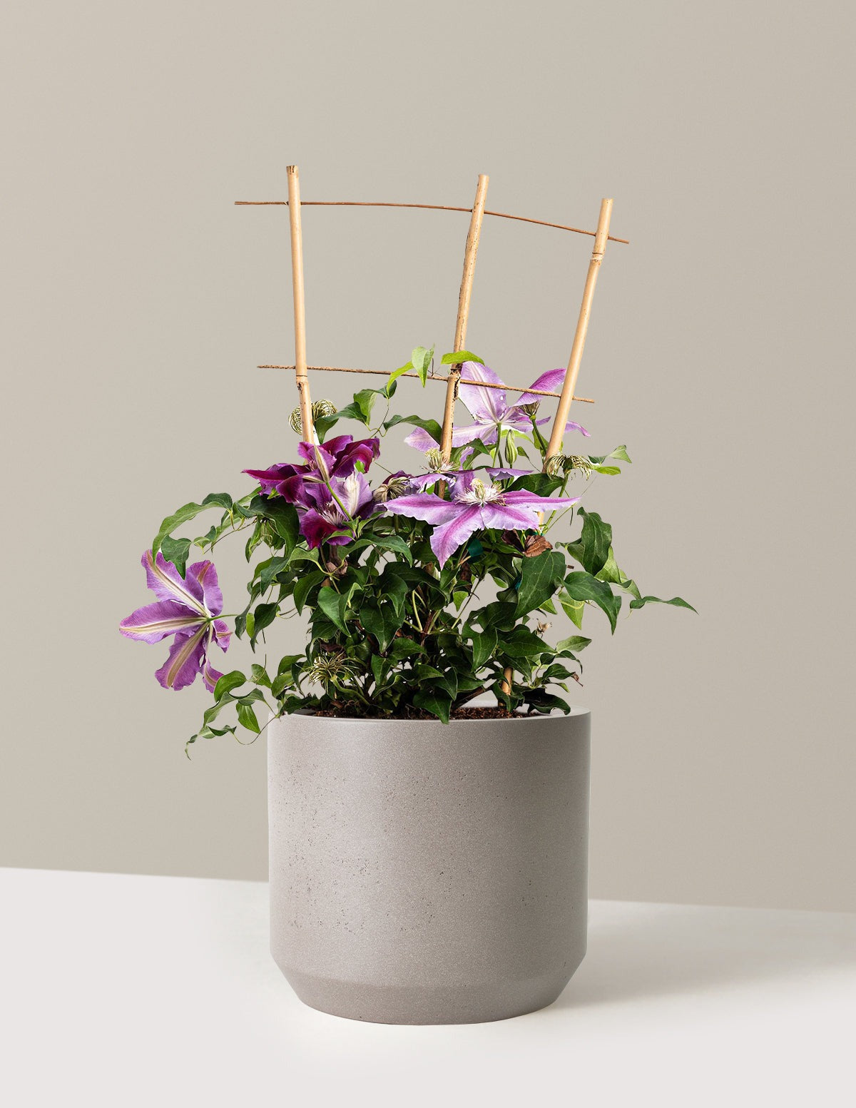 Dr. Ruppel Clematis