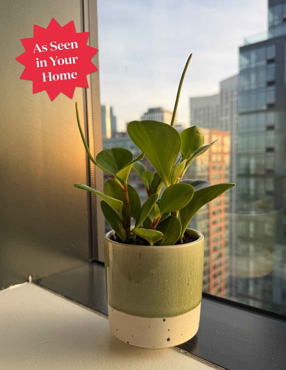 Baby Rubber Plant