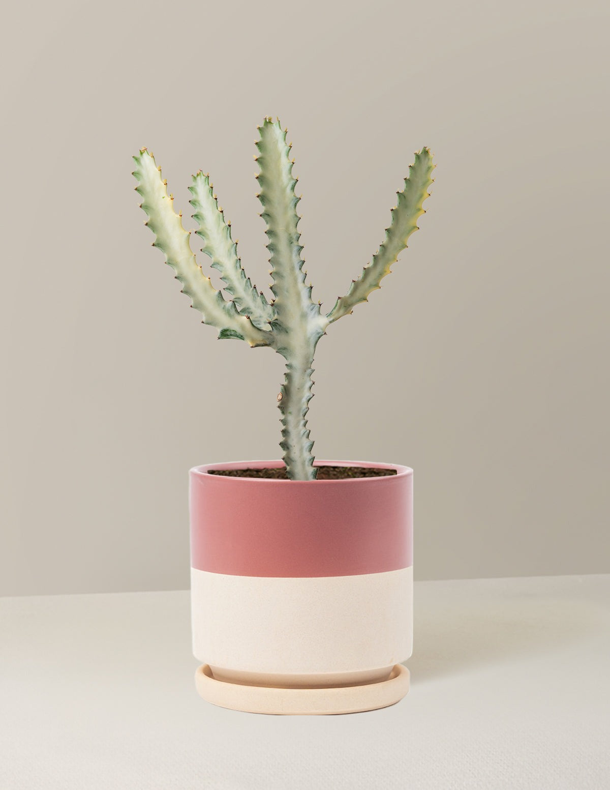 Euphorbia White Ghost