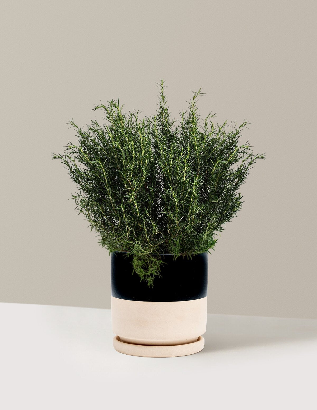 Tuscan Blue Rosemary