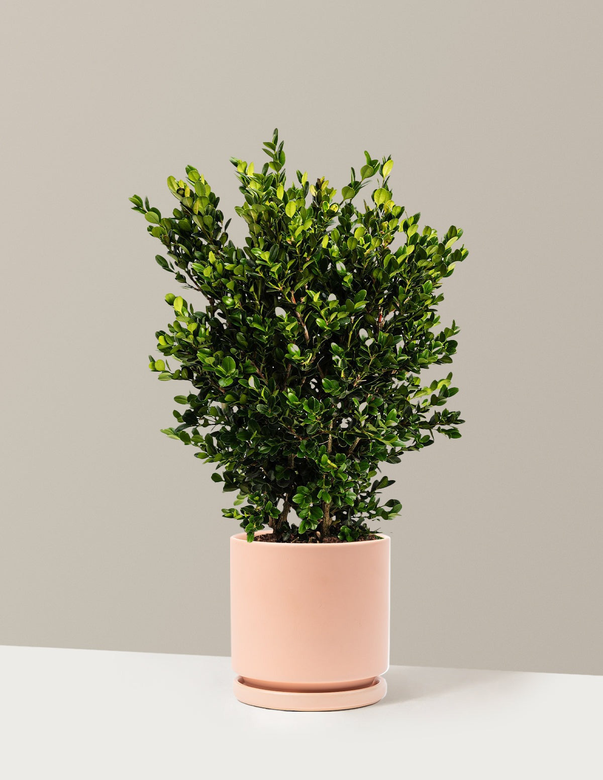 Wintergreen Boxwood