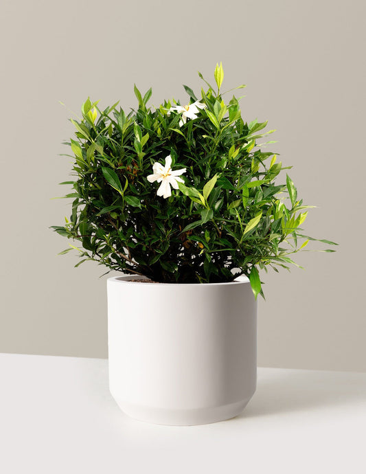 Frost Proof Gardenia