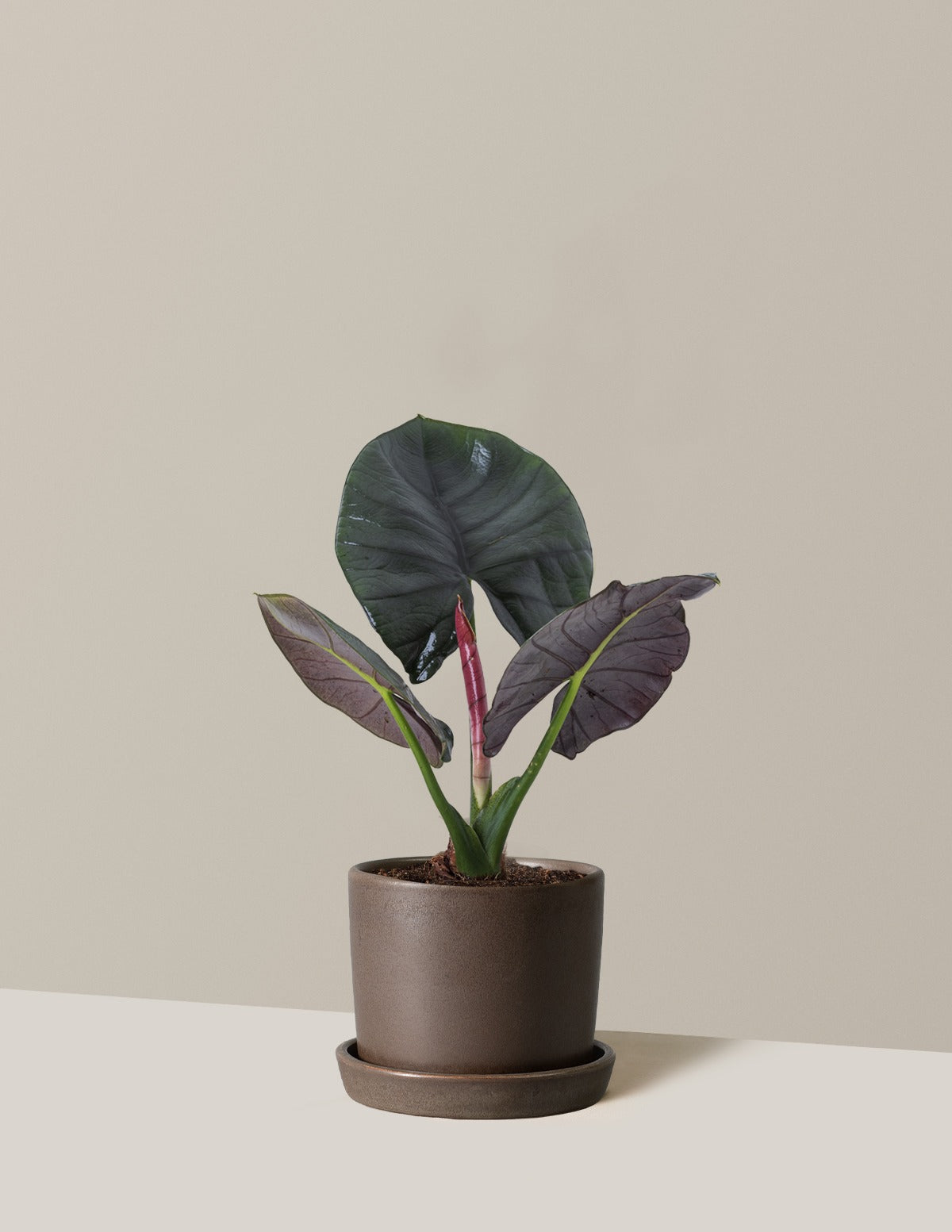 Alocasia Silver Velvet