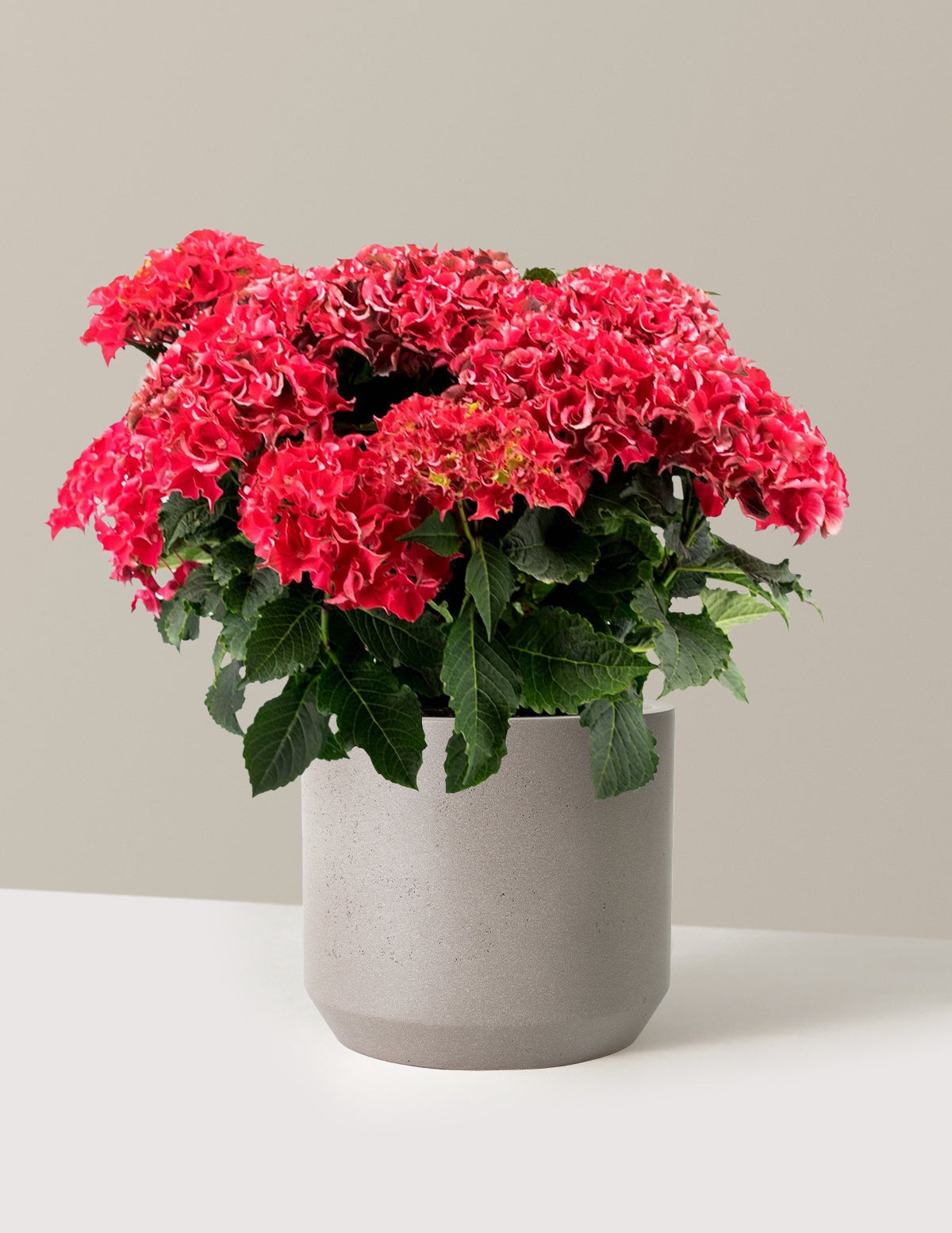 Frill RideTM Hydrangea