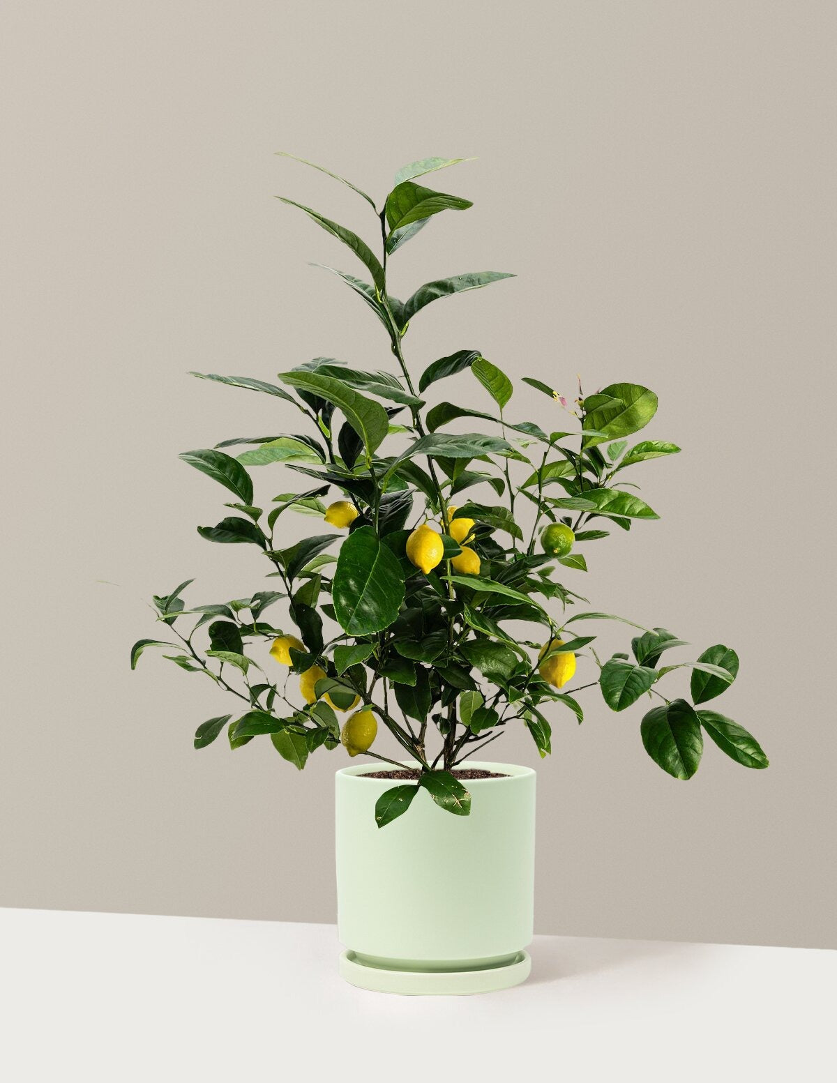 Meyer Lemon
