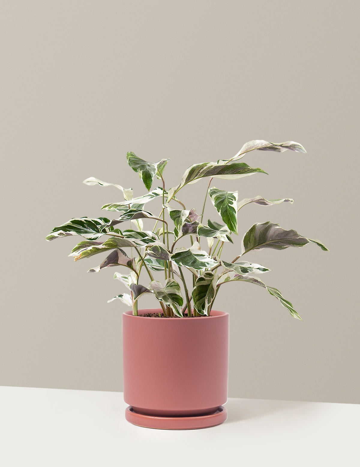 Calathea White Fusion
