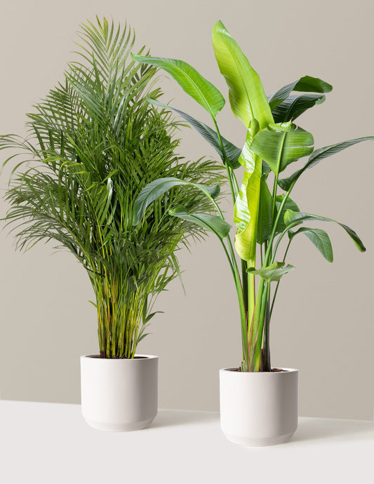 Paradise Pair
